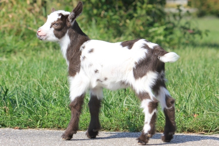 Baby Goat