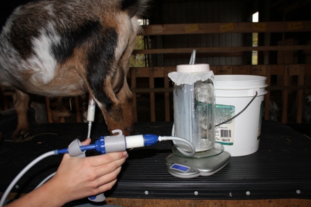 Maggidan hand milking machine