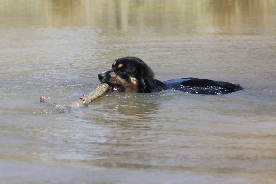 Elsie swimming