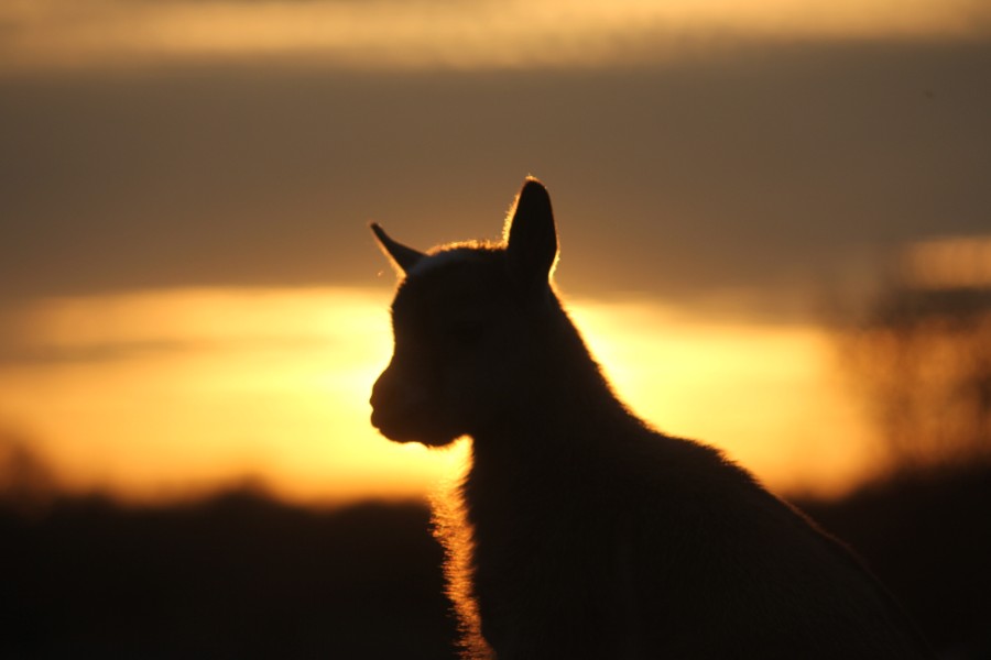 A silhouette of one of our kids