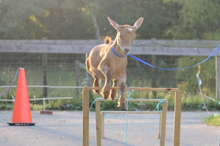 Steluta jumping