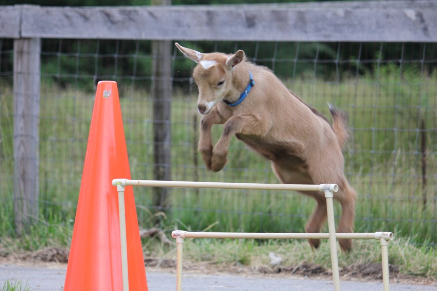 Steluta jumping