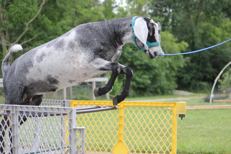 Vinca jumping