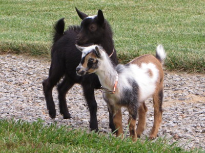 Baby goats