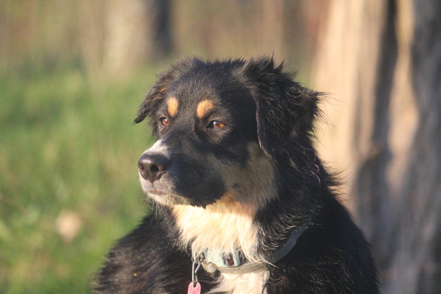 Elsie, our Australian Shepherd